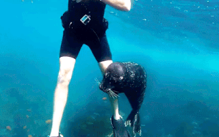Video: Con hải cẩu bám theo chân người đàn ông lặn biển