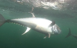 Video: Gay cấn màn săn bắt cá ngừ vây xanh trị giá 1 triệu đô la