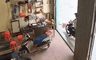 Video: Chiêu trò câu trộm chó cảnh ở TP.HCM