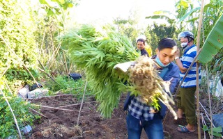 Video: Một nông dân trồng hơn 57kg cần sa tươi trong vườn cam ở Vĩnh Long