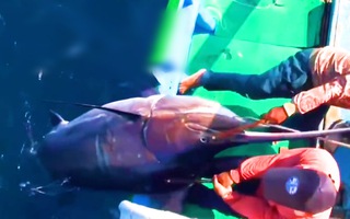 Video: Ngư dân săn cá cờ kiếm nặng 200kg