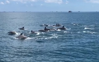 Video: Đàn cá heo cả trăm con xuất hiện ở đảo Phú Quý
