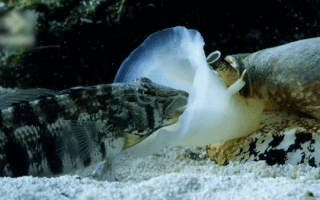 Video: Khoảnh khắc ‘ăn tươi nuốt sống’ con mồi của loài ốc nón có nọc độc cực mạnh