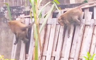 Video: Đàn khỉ hơn chục con 'đại náo' khu dân cư ở quận 12, TP.HCM