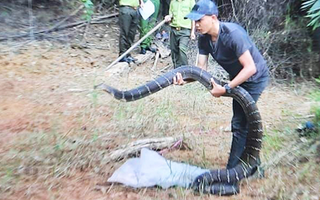 Video: Khởi tố ‘shipper’ rắn hổ mang chúa 21 kg ở Đồng Nai