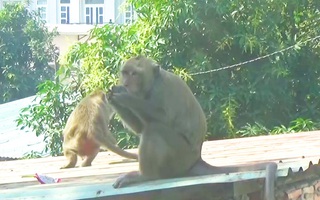 Video: Mới bắn thuốc mê được 2 con trong đàn khỉ 'đại náo' khu dân cư