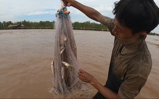 Độc đáo cách 'săn' cá đối theo thủy triều lên của người Khmer