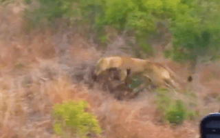Video: Trâu rừng 'đại chiến' với sư tử để cứu trâu con