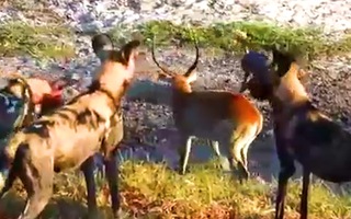 Video: Linh dương một mình 'đối đầu' với bầy linh cẩu