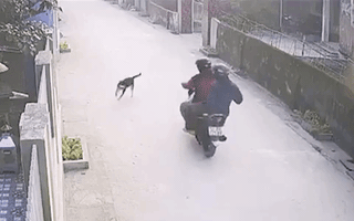 Video: Trộm manh động, bắn chó giữa ban ngày