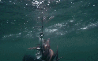 Video: Lạ lùng loài mực Humboldt khổng lồ, tụ tập phun mực liên tục khi bị bắt