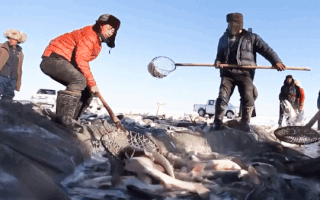 Video: Kinh ngạc hình ảnh bắt hàng trăm tấn cá trên hồ băng