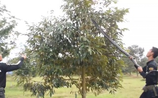 Video: Cận cảnh rắn hổ mang chúa hàng chục ký leo cây lẩn trốn đàn chó