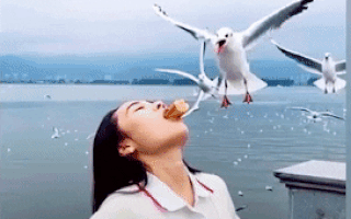 Video: Ấn tượng với màn cho chim ăn bằng miệng