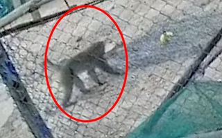 Video: Khỉ mặt đỏ vào khu dân cư cắn người ở Quảng Trị
