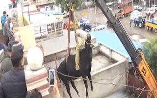 Video: Bò bị mắc kẹt vì tự leo cầu thang lên sân thượng