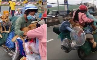 Video: UBND tỉnh Cà Mau yêu cầu báo cáo vụ '13 con chó bị tiêu hủy' trước 10h ngày 11-10