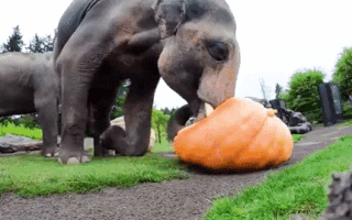 Video: Lễ hội kỳ lạ ở Mỹ, đàn voi nghiền nát những quả bí khổng lồ, nặng gần 300kg