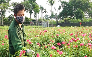 Video: Vựa hoa lớn ở Hà Nội không có hoa cho 20-10