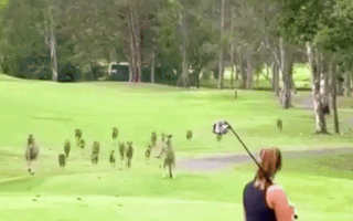 Video: Đàn chuột túi tràn vào sân, dàn hàng ngang 'đứng nhìn' nữ golf thủ phát bóng