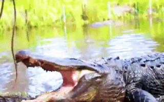 Video: Động dục mạnh, cá sấu 350kg bị cưỡng chế cách ly bắt buộc