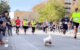 Video: Khoảnh khắc vui nhộn, con vịt ‘tham gia’ cuộc thi marathon gây bão mạng