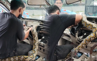 Video: Hi hũu con trăn dài gần 4m nằm trong khoang động cơ xe bán tải