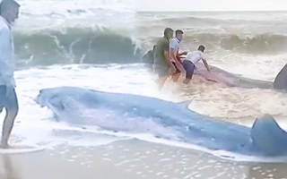 Video: Cá voi dài 8m, nặng gần 2 tấn dạt vào bờ biển Hà Tĩnh