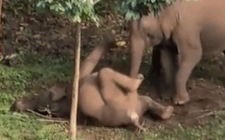 Video cảm động: Voi mẹ đứng hơn 1 tiếng để lay voi con bị chết do điện giật