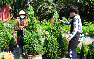 Video: Cây thông, sơn tùng vào mùa phục vụ giáng sinh