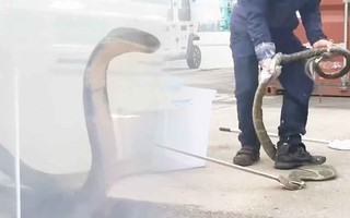 Video: Tá hỏa với hổ mang chúa 4m phát hiện lúc kiểm tra hàng nhập khẩu