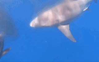 Video: Cá mập bị cắn gần mất 1 nửa thân vẫn bơi đi
