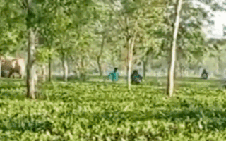 Video: Voi rượt đuổi người dân trong khu trồng trà