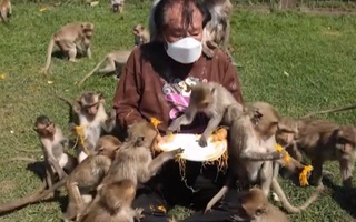Video: Hàng ngàn con khỉ tranh giành đồ ăn trong lễ hội trái cây
