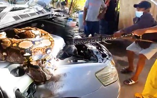 Video: Thợ sửa xe hoảng hốt khi thấy con trăn dài 4m dưới nắp capô