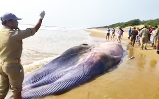 Video: Cá voi 'khủng' dài hơn 12m dạt vào bờ biển Ấn Độ