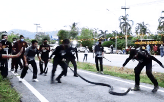 Video: Khoảnh khắc đội cứu hộ 'chiến đấu' với con rắn hổ mang chúa