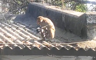 Video: Khỉ bắt chó con lên mái nhà chăm sóc 5 ngày ở Ấn Độ