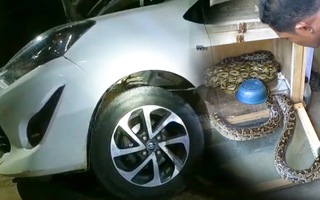 Video: Thợ sửa xe hoảng hốt với trăn 'khủng' nằm trong nắp capo ô tô