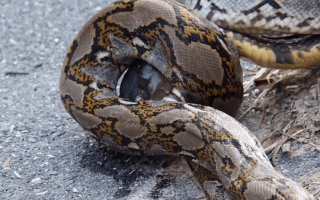 Video: Màn 'tử chiến' khiến rắn hổ mang chúa bị nuốt chửng, trăn lớn mất mạng