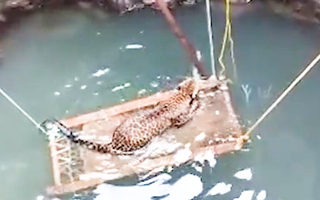 Video: Nghĩ đủ cách cứu con báo hoa mai ngụp lặn dưới giếng sâu
