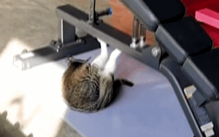 Video: Mèo 'tập gym, gập bụng' gây sốt mạng xã hội
