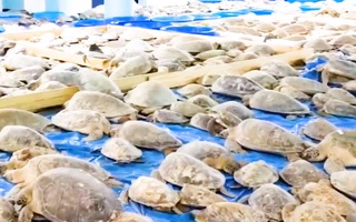 Video: Giải cứu hơn 3.500 con rùa suýt chết rét ở Texas