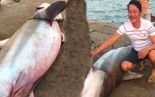Video: Ngư dân Quảng Trị câu được cá mập nặng gần 1,5 tạ
