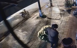 Video: Trộm cây kiểng ‘xưa rồi’, giờ tới nạn vứt hoa trộm chậu