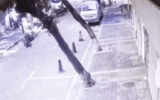 Video: Cô gái tháo chạy thoát thân vì phát hiện cây đổ trên đường phố