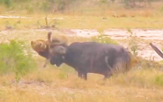 Video: Bị kẻ săn mồi phục kích, trâu rừng 'phản đòn' húc thủng bụng sư tử