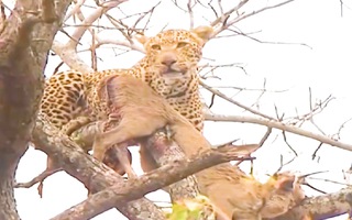 Video: Cả đàn sư tử bất lực nhìn báo đốm thưởng thức mồi ngon trên ngọn cây