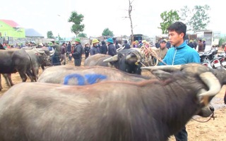 Video: Nhộn nhịp chợ trâu bò lớn nhất ở Nghệ An