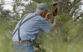 Video: Cụ ông trăm tuổi ‘xây tổ’ cho hơn 40.000 con chim lam